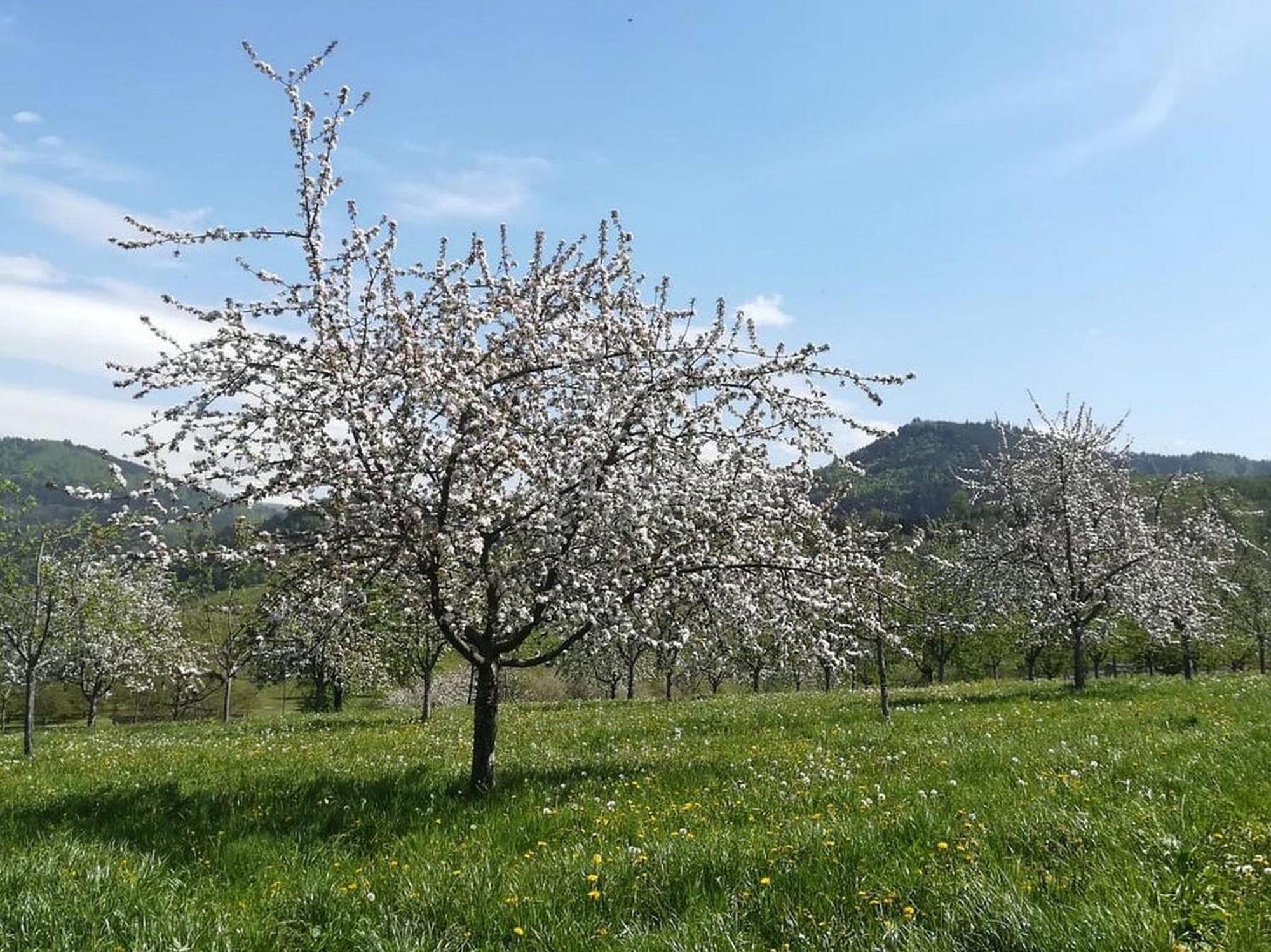 Ferienhof Vordere Alm أوبركيرش المظهر الخارجي الصورة